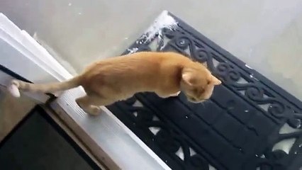 Gatos admiran las primeras nieves