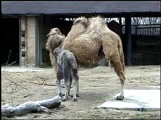 Bactrian Camel at  Army Sergeant Surprises Daughters at Brookfield Zoo's Dolphin Presentation  Baby Born to Koola Gorilla Brookfield Zoo