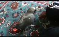 Perroquet gris d'Afrique Belle