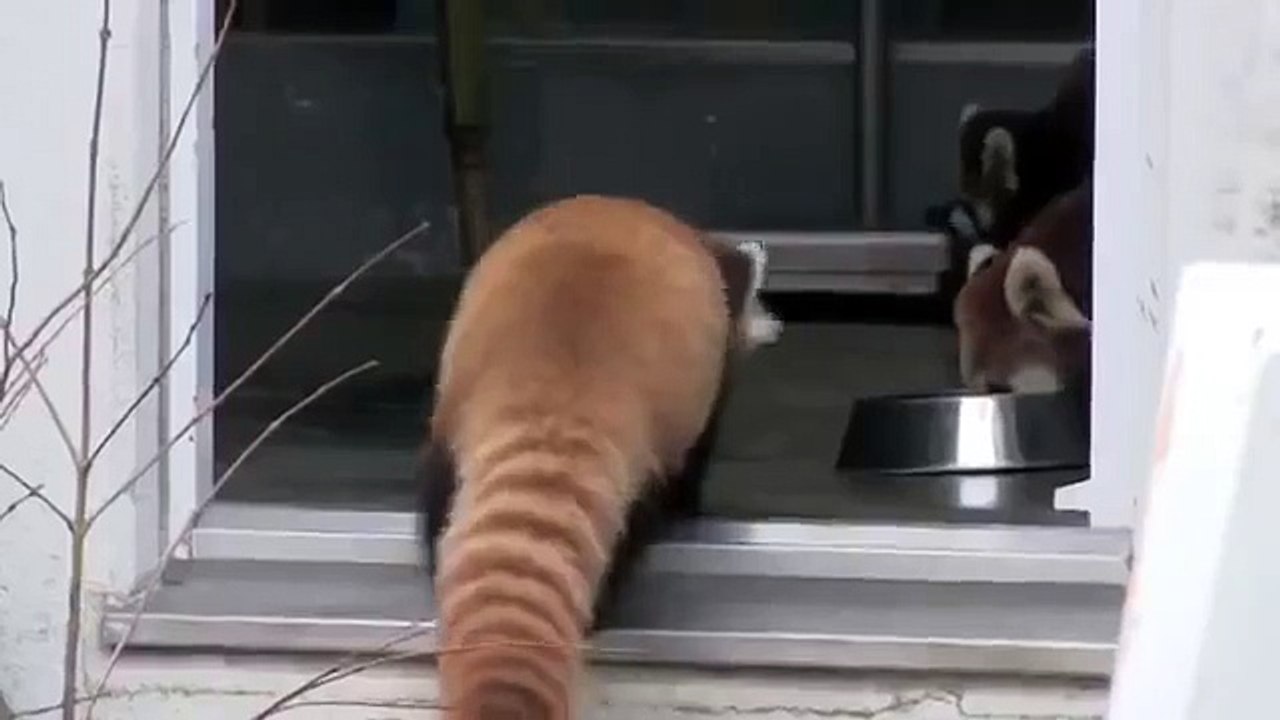 Panda rouge de façon inattendue!