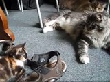 Le chaton joue avec pattes Maine Coon