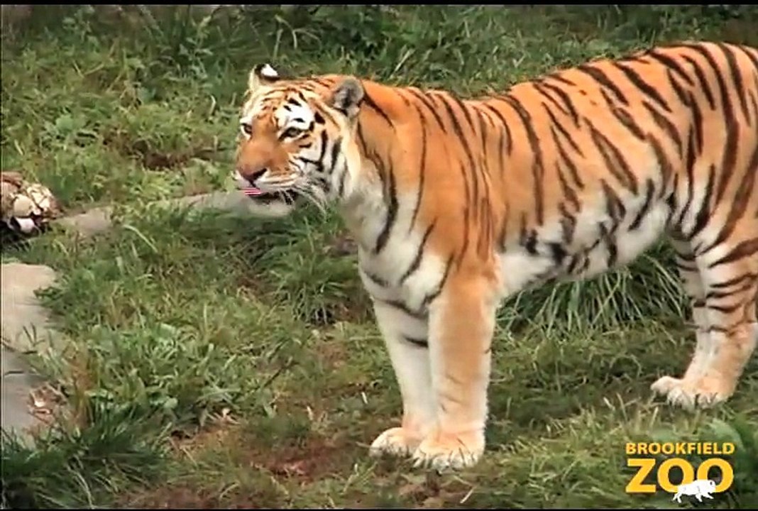Be Aware of Big Cats at  Army Sergeant Surprises Daughters at Brookfield Zoo's Dolphin Presentation  Baby Born to Koola GorillaBrookfield Zoo