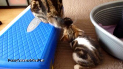 The best of 2016 Chasing of tail - Funny Cats