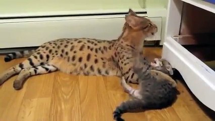 Chat et chaton Asher race différente