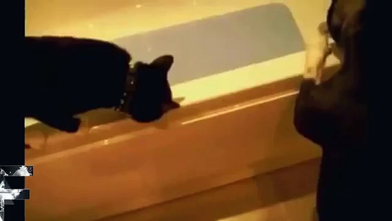 男性は犬を追いかけ！
