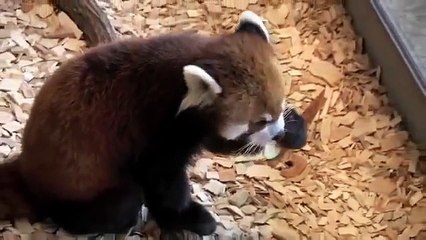 Красная панда слизывает яблоко