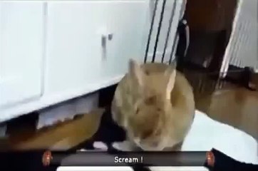 Кролик в шоке!
