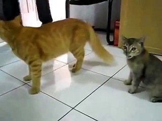 Котенок тренируется на рыжем!