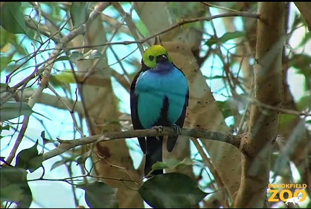 Birds at Brookfield Zoo Army Sergeant Surprises Daughters at Brookfield Zoo's Dolphin Presentation  Baby Born to Koola Gorilla