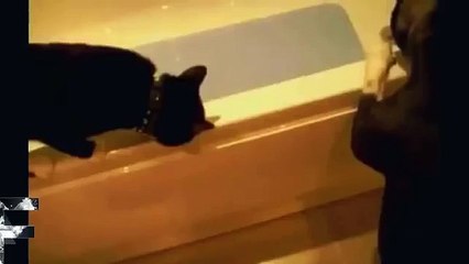 Коты гоняют собак!