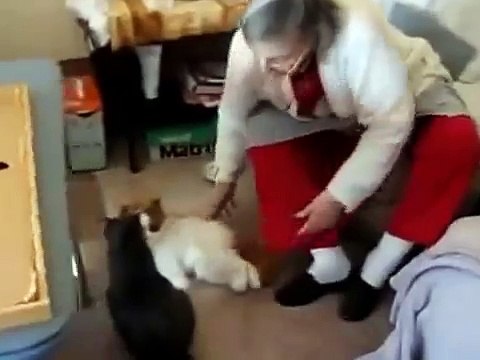 Коты любят эту мягкую игрушку!
