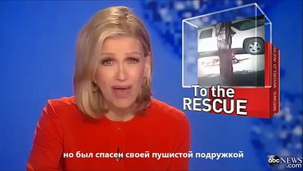 Кошка защищает мальчика от бешеной собаки!