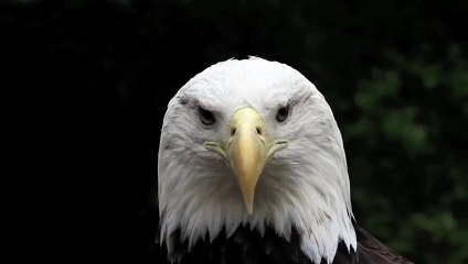 Brookfield Zoo 30-second Commercial  Seeing is Believing
