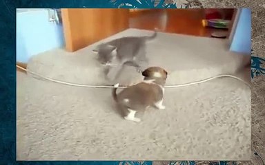 새끼 고양이 깡패 강아지!