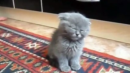 새끼 고양이 앉아서 자고