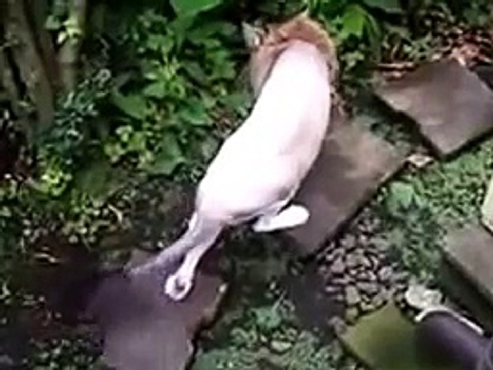 자국의 영역에서 고양이
