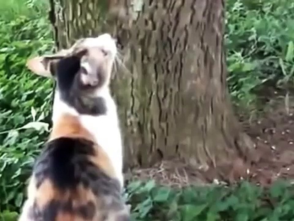 고양이 새끼 고양이는 어떻게 나무에서 slazit합니다!