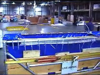 Brookfield Zoo Dolphins Fly Fed-Ex  Priority Overnight  During Arena Makeover