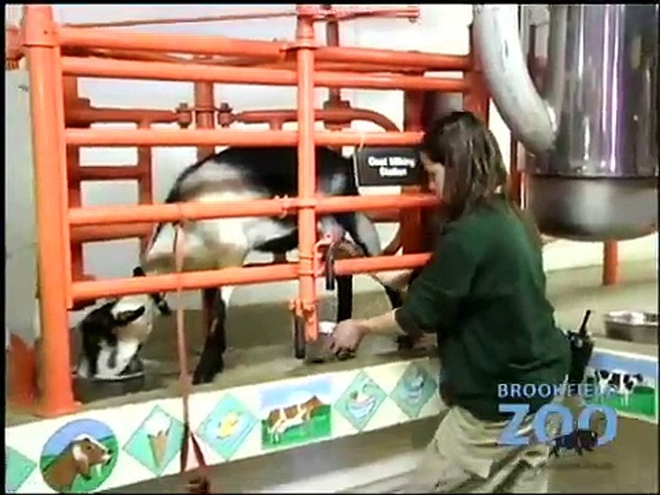 Brookfield Zoo Goat Kids  Bison and Wolves in the Snow