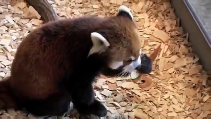 レッドパンダ舐めるリンゴ