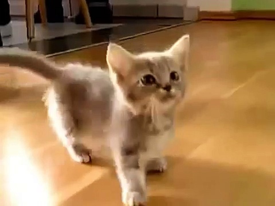 子猫とお母さんが注目を叫び！