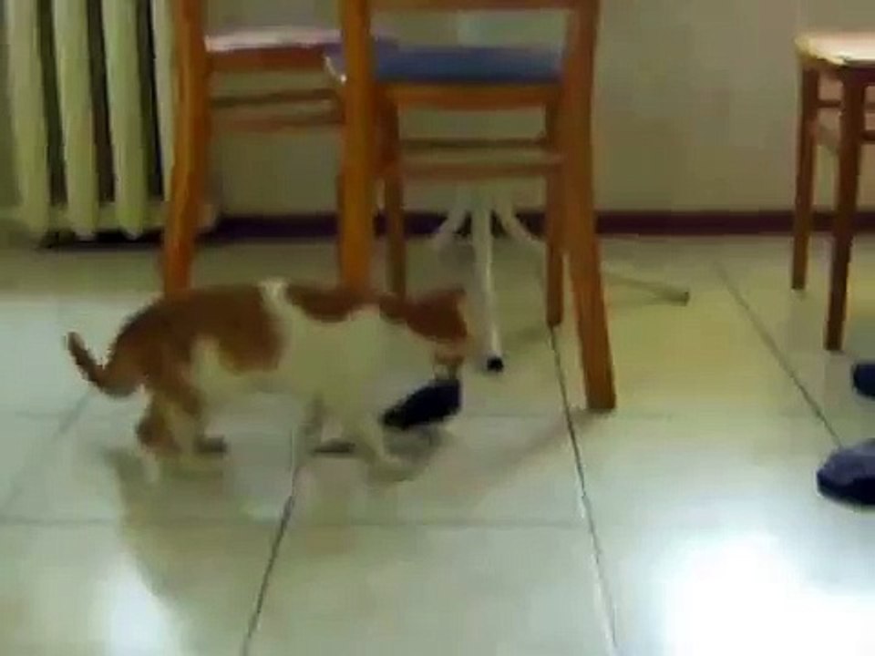 子猫オウムを調べ