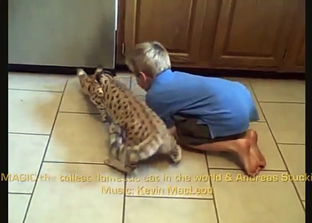 猫は少年アッシャーで遊びます