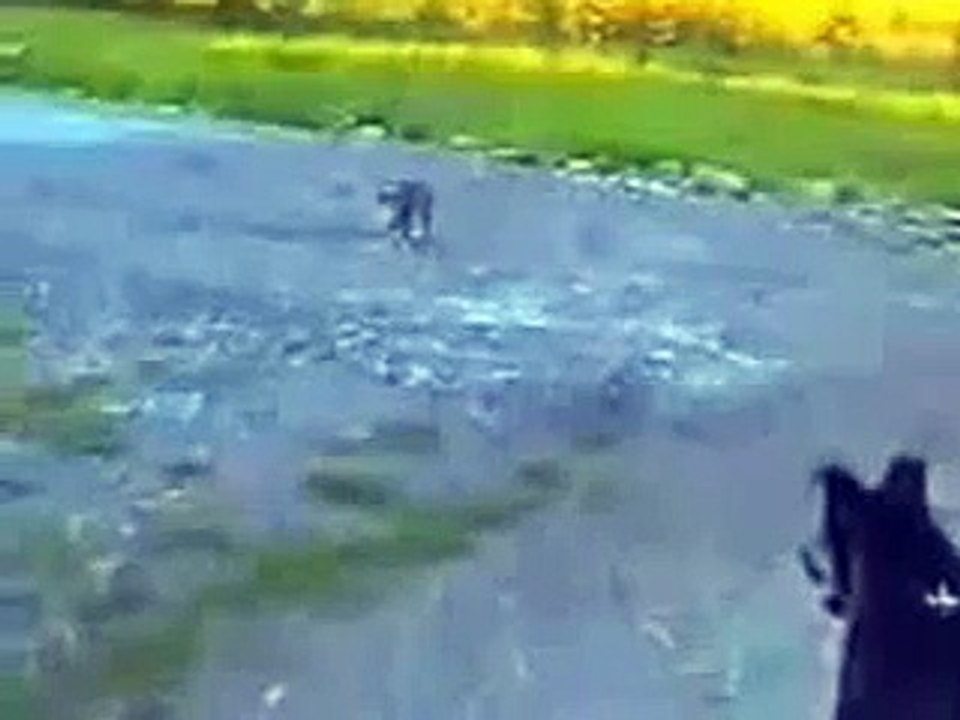 猫は大きいに小さな犬を保護します！