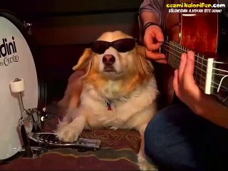Tarz Sahibi Köpekten Canlı Müzik Performansı