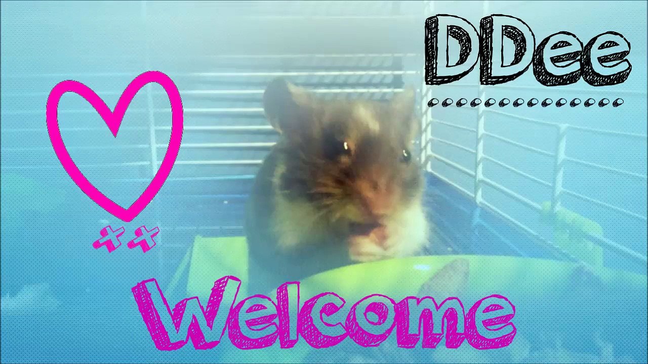 My Hamster Tour