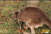 Adorable Kangaroo Joeys at Brookfield Zoo
