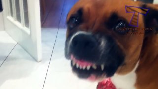 Crazy dogs protecting toys and bones - Funny dog compilation