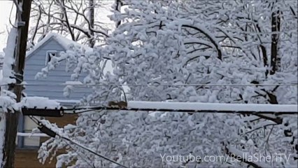 SQUIRREL SNOW REMOVAL SERVICE FOR HIRE...WILL WORK FOR PEANUTS!