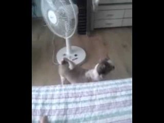 양띵TV삼성[우리집 강아지 살찐 포동이,강냉이 ㅋㅋㅋㅋ]