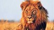 Botswana Lion Wild discovery channel animals National Geographic documentary Animal planet