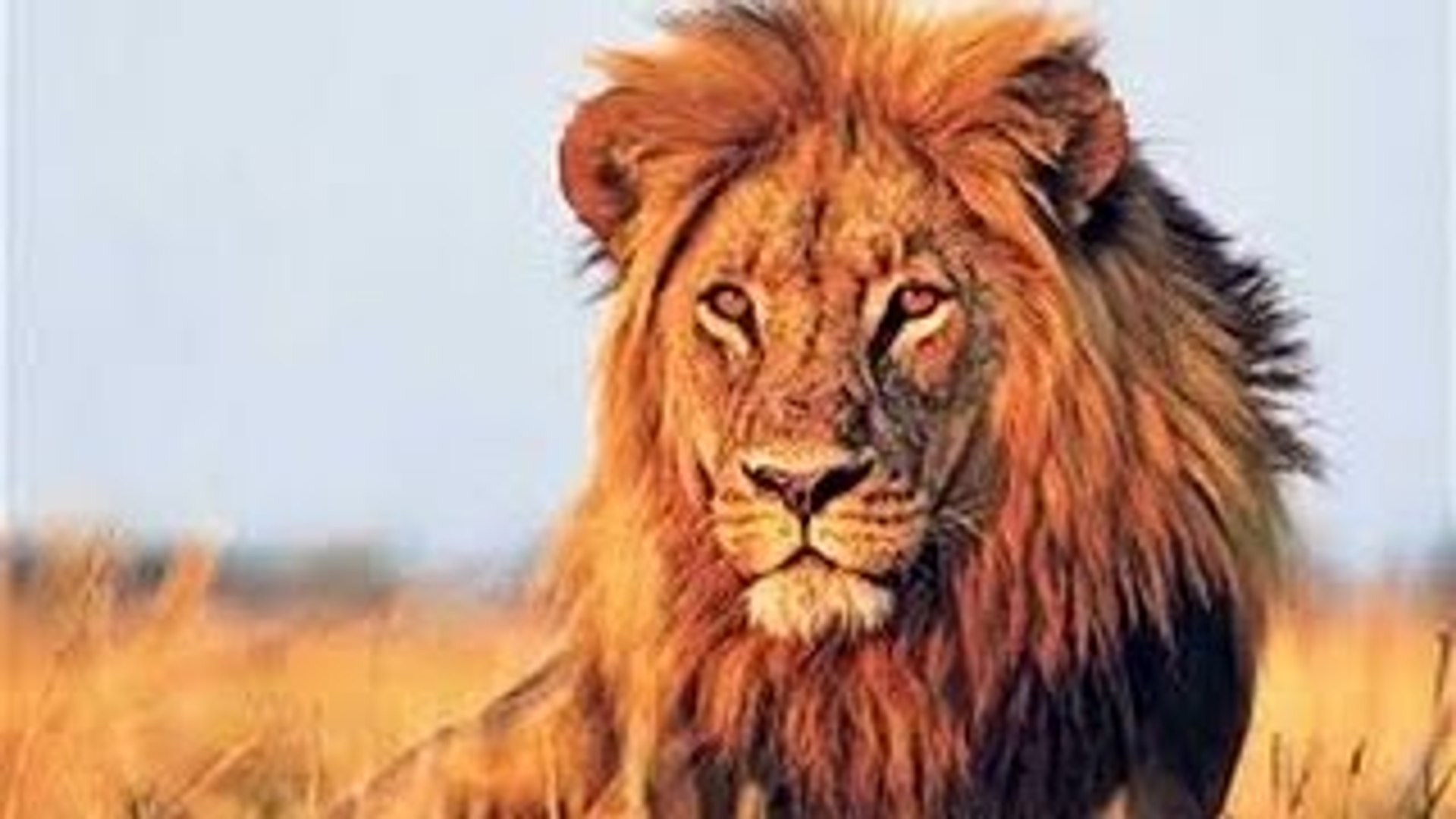 Botswana Lion Wild discovery channel animals National Geographic  documentary Animal planet - video Dailymotion