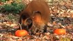 Animals Receive Halloween Pumpkins  Adorable Kangaroo Joeys at Brookfield Zoo