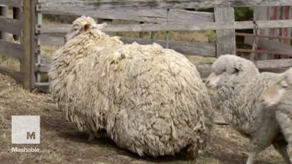 Sheep finally sheared after 6 years of being lost in the wilderness