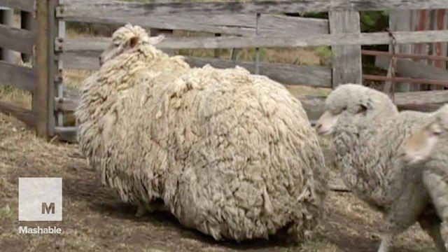 Sheep finally sheared after 6 years of being lost in the wilderness