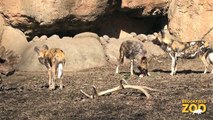 African Painted Dogs and Party for the Planet