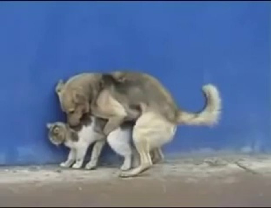 Dog and cat in a real sex action - Funny animal video 2015