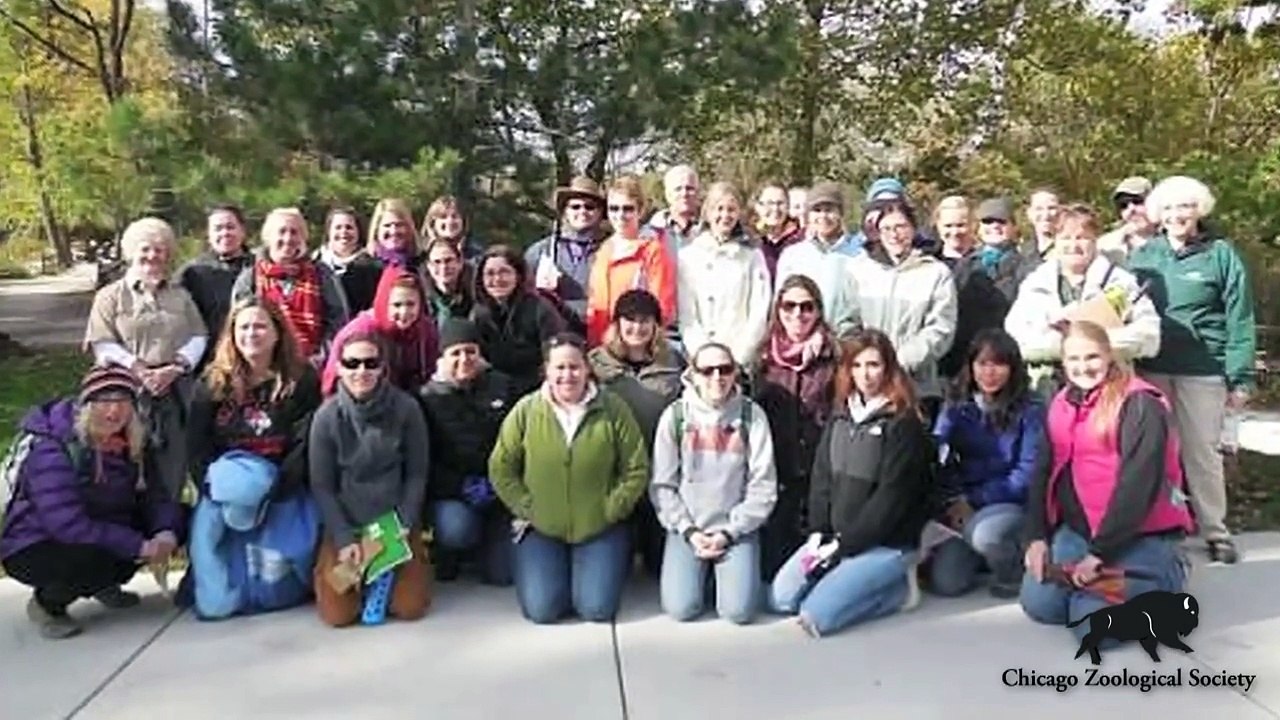 AIP Master's Degree   Adorable Kangaroo Joeys at Brookfield Zoo