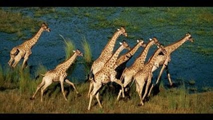 Wild discovery animals channel National Geographic documentary Animal planet HD #6