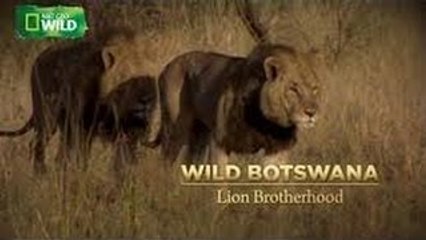 Animals Documentary Movie | Botswana Lion Brotherhood Nat Geo WILD
