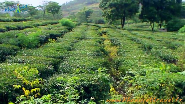 Visit on the way from Nghia Lo to MU CANG CHAI - Yen Bai - Vietnam Trekking Adventure Travel Tour in the North