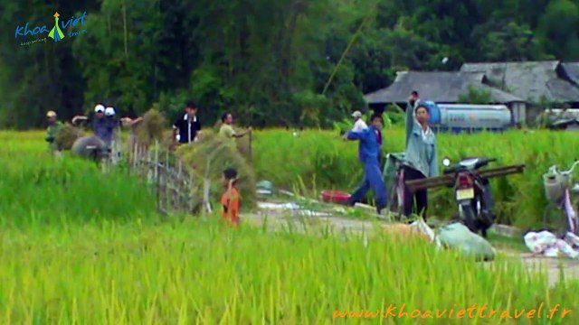Walking around Rice fields in Nghia Lo - Yen Bai - Vietnam Trekking Tours on the North of Vietnam