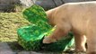 Animals at Brookfield Zoo Enjoy Shamrock-Shaped Treats