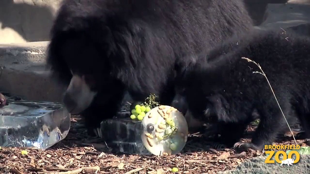 Animals Keep Cool at Brookfield Zoo  Adorable Kangaroo Joeys at Brookfield Zoo
