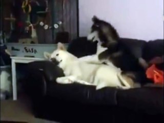 Funny dog- Time the relax