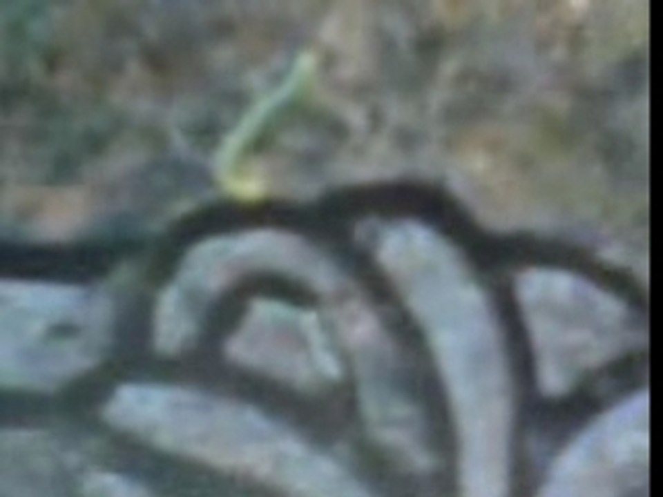 Caterpillar